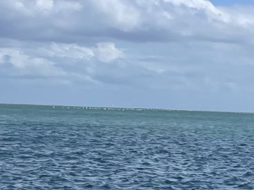 A distant view of the water with unclear details, possibly featuring a shoreline or birds in the background.