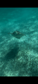 A serene underwater shot of a turtle gliding through clear waters, showcasing the beauty of marine wildlife.