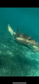 A graceful sea turtle glides through clear waters, showcasing the beauty of marine wildlife — a must-see for snorkeling enthusiasts.