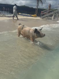 A pig wades through shallow water, showcasing the unique experience of swimming with pigs in a tropical setting — a popular attraction for visitors.