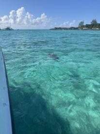 A serene view of a turtle swimming in crystal-clear waters, showcasing the vibrant marine life of the Bahamas — a must-see for nature enthusiasts.