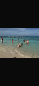 A lively scene of guests enjoying a unique experience swimming with pigs in the clear waters of the Bahamas, creating unforgettable memories.