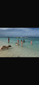 A lively scene of guests interacting with swimming pigs in shallow waters, showcasing a unique wildlife experience in the Bahamas.