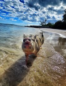 A playful pig wades through shallow waters on a sandy beach, showcasing the unique wildlife experiences available in tropical destinations.