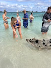 A group of people interacts with a friendly pig in shallow waters, creating a memorable wildlife experience in the Bahamas.