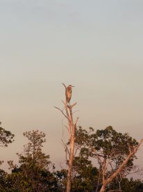 A majestic heron perches atop a tree, showcasing the beauty of wildlife in its natural habitat. Perfect for birdwatching enthusiasts and nature lovers.