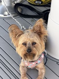 A cute dog lounging on the deck of a boat, showcasing the joy of bringing pets along for nautical adventures.