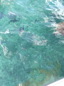 great snorkeling trip