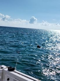 great snorkeling trip