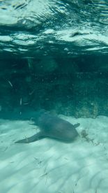A serene underwater shot of a shark gliding over sandy seabed, showcasing the beauty of marine wildlife in its natural habitat.