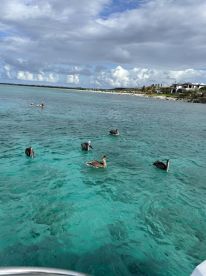 A group of pelicans swims in the clear turquoise waters while people enjoy the scenery nearby — a serene wildlife encounter in a tropical paradise.
