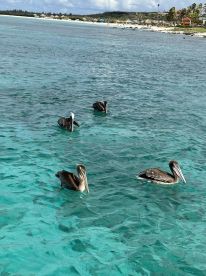 A group of pelicans swims gracefully in the clear turquoise waters, showcasing the beauty of wildlife in a tropical setting.