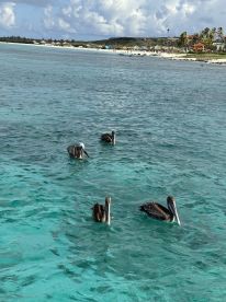 A group of pelicans swims gracefully in the clear turquoise waters, showcasing the vibrant wildlife of the coastal region.