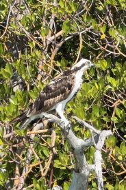 A majestic osprey perched on a branch, surrounded by lush greenery — a stunning example of wildlife in its natural habitat.