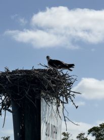 An osprey perched on its nest against a clear blue sky, showcasing the beauty of wildlife in its natural habitat.