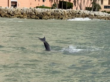 A dolphin gracefully swims in shallow waters, showcasing its playful nature — a delightful sight for marine enthusiasts.