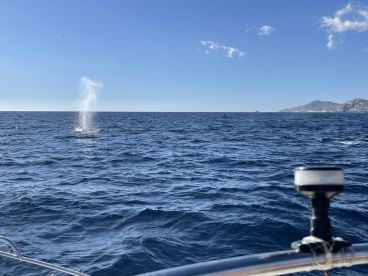 Great for whale watching!!