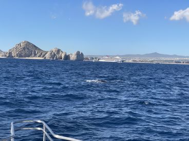 Great for whale watching!!