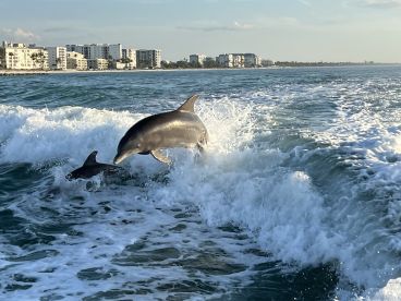 Two dolphins leap joyfully through the waves, showcasing their playful nature in a stunning marine setting.