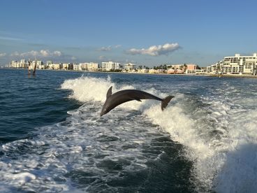 A playful dolphin leaps out of the water, showcasing its agility against a backdrop of coastal buildings — a stunning moment of wildlife in action.
