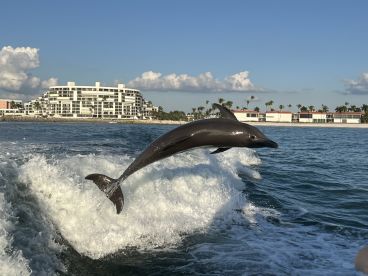 A stunning capture of a dolphin leaping through the waves, showcasing the beauty of marine wildlife in a vibrant coastal setting.