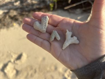 A close-up of coral pieces held in a hand, showcasing unique shapes found on the beach.