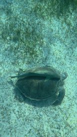 A captivating underwater scene featuring a turtle and a fish swimming together in clear waters — a beautiful example of marine wildlife interaction.