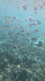 A vibrant underwater scene showcasing a variety of fish swimming above a coral reef, perfect for snorkeling enthusiasts and marine life lovers.