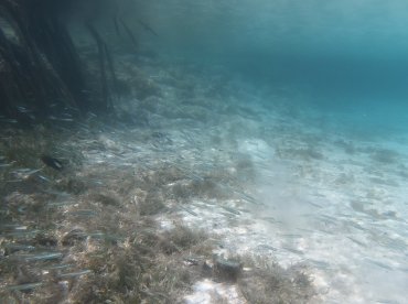An underwater scene showcasing a school of fish swimming among seagrass, highlighting the vibrant marine life in a natural habitat.