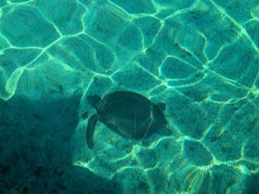 A serene underwater view of a turtle gliding through crystal-clear waters, showcasing the beauty of marine wildlife.