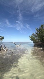 A serene view of a mangrove coastline under a clear blue sky, showcasing the tranquil beauty of nature — perfect for eco tours and nature lovers.