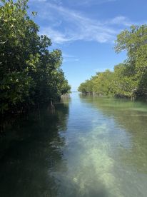 A serene view of a mangrove waterway, showcasing the lush greenery and clear waters, perfect for eco-tours and nature exploration.