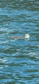 A serene moment capturing a turtle swimming in clear waters, showcasing the beauty of marine wildlife.