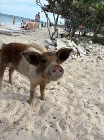 A close-up of a friendly pig on the beach, surrounded by visitors enjoying the sun and sand — a unique wildlife encounter in a tropical paradise.