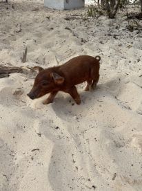 A curious piglet explores the sandy beach, showcasing the unique wildlife experiences found in tropical destinations.