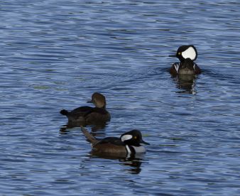 We were blessed with all the birds, BEAUTIFUL!! 