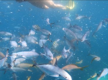 An underwater scene filled with various fish swimming around a snorkeler, showcasing the vibrant marine life in crystal-clear waters — a perfect moment for snorkeling enthusiasts.