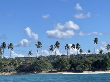 A picturesque view of a tropical coastline with palm trees swaying under a clear blue sky, perfect for showcasing the beauty of island destinations.