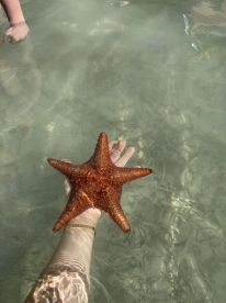 A close-up of a starfish being held in shallow water, showcasing a unique human-animal interaction in a beautiful aquatic setting.