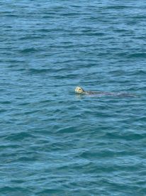 A serene view of a turtle swimming in clear blue waters, showcasing the beauty of marine wildlife in its natural habitat.