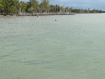Dolphins are spotted swimming near the mangroves, showcasing the vibrant wildlife in the area — a perfect scene for nature lovers and marine enthusiasts.