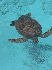 A beautiful sea turtle glides gracefully through crystal-clear waters, showcasing the vibrant marine life that can be encountered on aquatic adventures.