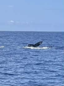 Whales, whales, whales!