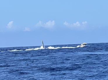 Whales, whales, whales!