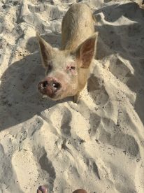 A close-up of a friendly pig on the sandy beach, showcasing the unique wildlife experiences available in tropical destinations.
