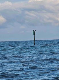 Two birds perch on a post above the ocean, showcasing a serene moment in nature — perfect for wildlife enthusiasts and bird watchers.