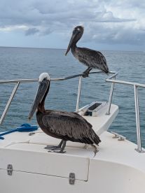 Two pelicans perched on the side of a boat, showcasing a serene moment of wildlife interaction on the water.