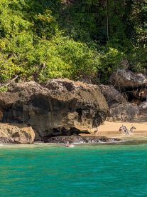A serene coastal scene featuring pelicans near the shore, showcasing the beauty of wildlife in a tropical setting.