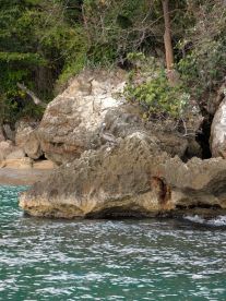 A pelican perches on a rocky outcrop by the shoreline, surrounded by lush greenery — a serene wildlife moment in a coastal setting.