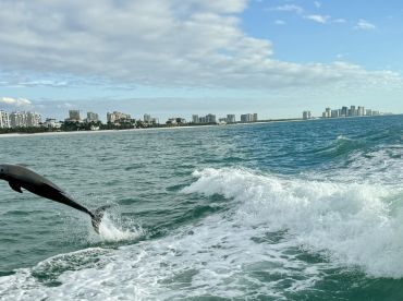 A dolphin leaps gracefully from the water, showcasing the vibrant marine life in the area — a thrilling sight for boaters and wildlife enthusiasts.